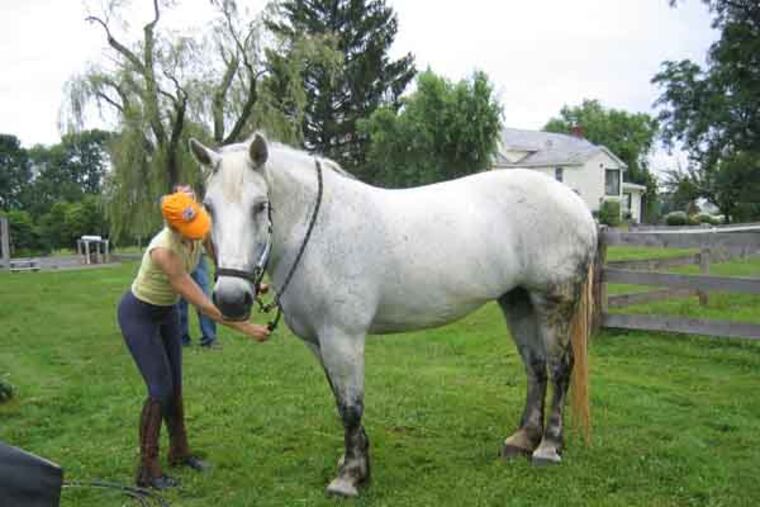 JHORSE13-a - is a good shot of a Percheron but we don’t know the name of the woman in it. A cutline might read something like:
“Once the nation’s most popular breed of work horse, Percherons were first imported to America in the 19th century via Moorestown, where residents are today raising funds to create a pocket park and statue in their honor. Strong and gentle, the dappled gray mare “Marilyn Monroe” of Pennington, N.J., is typical of the breed.