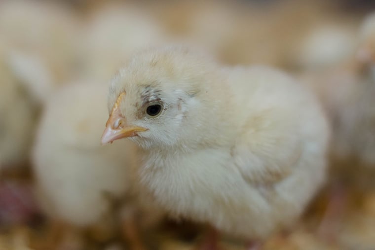 One of the 700+ chicks recovered by the PSPCA at an Olney lot Saturday.