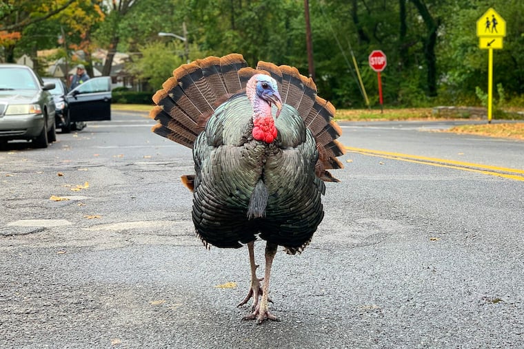 Glenny was a wild turkey that lives in Haddon Heights, N.J. He has built a robust fan base who admire his ability to slow down speeding drivers and pose for photographs.