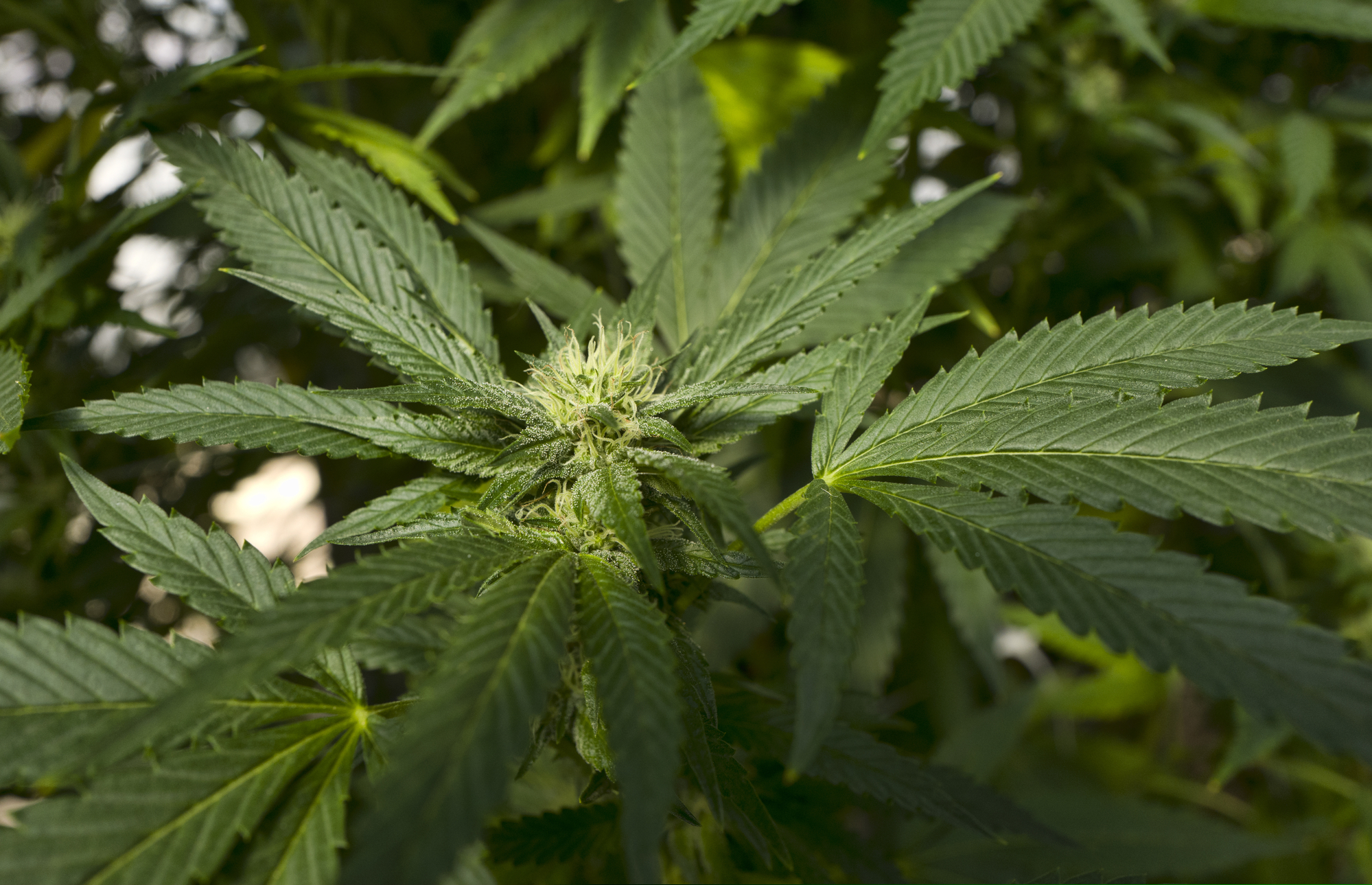 A marijuana plant (AP Photo/Richard Vogel, File)