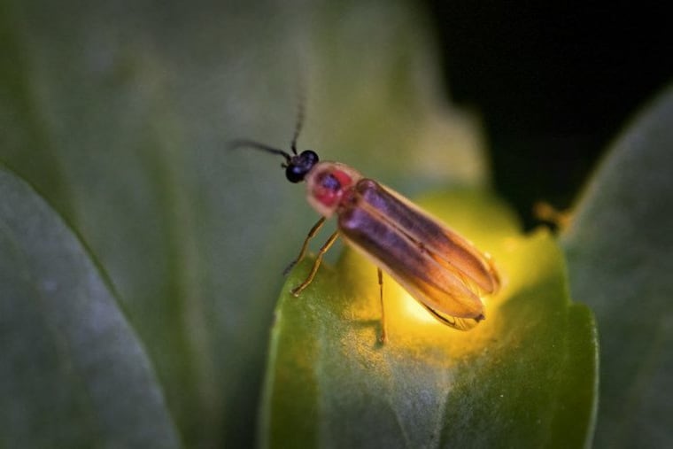 The lightning bug, the Pennsylvania state insect, alights.