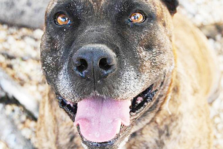 The Daily News Pet of the Week is Peanut Butter Roll, a 4-to-6-year-old pitbull mix at the Philadelphia Animal Welfare Society.