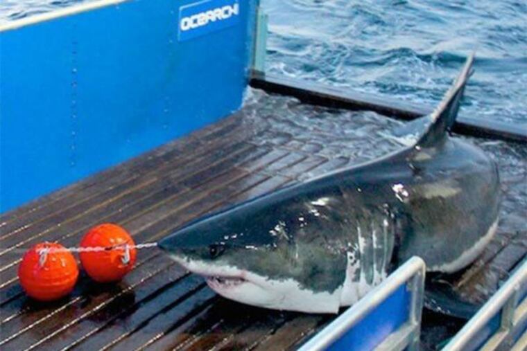 Mary Lee the great white shark that has a tracker researchers attached to her dorsal fin in 2012.