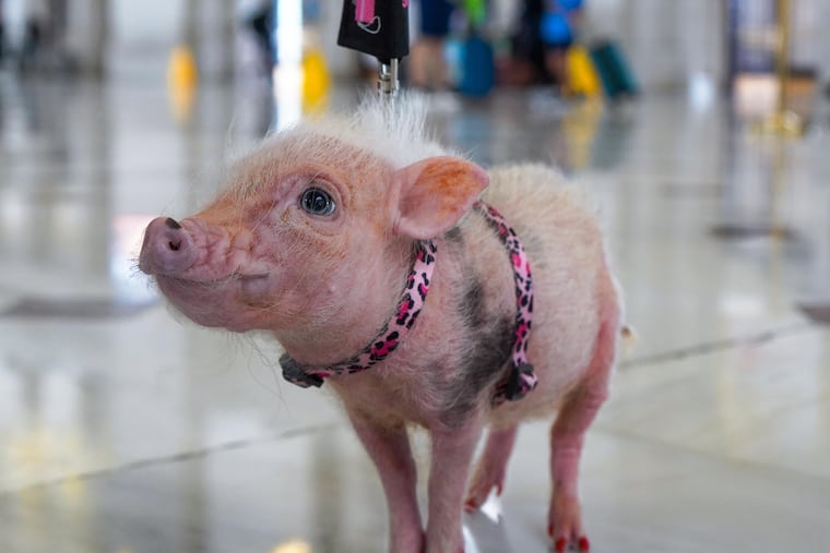 Synergy, a therapy pig, is trained to bring joy to individuals experiencing homelessness.
