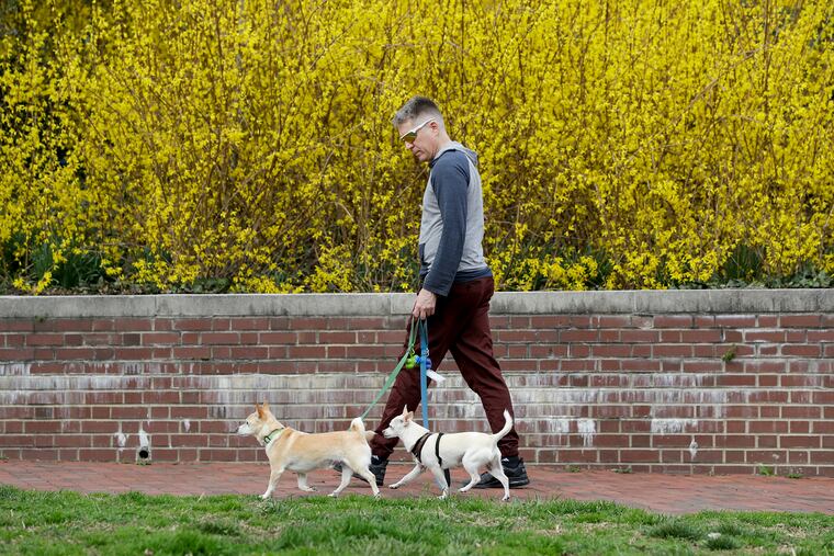 A dog walker strolls past blooming flowers at Wood Street Park in the Old City neighborhood on Saturday.