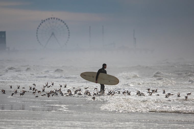 A surfers walks into the ocean to surf the waves at Ventnor City Beach on Saturday May, 16, 2020.