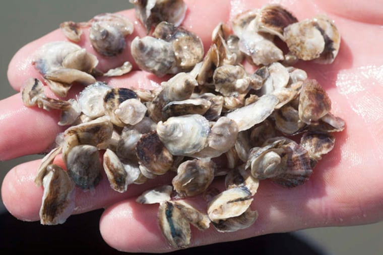 Farmer Marc Zitter with some oyster seeds.