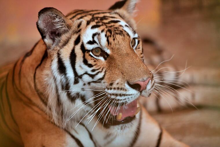 Loren Varga, 60, of Franklin Park, N.J., was sentenced Wednesday in federal court in Philadelphia for illegally purchasing a $6,800 tiger-skin rug in June.