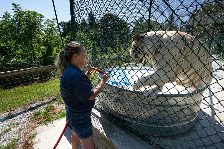 Keisha, a white tiger, lives at the East Coast Animal Rescue rescue in Fairfield, Pa.