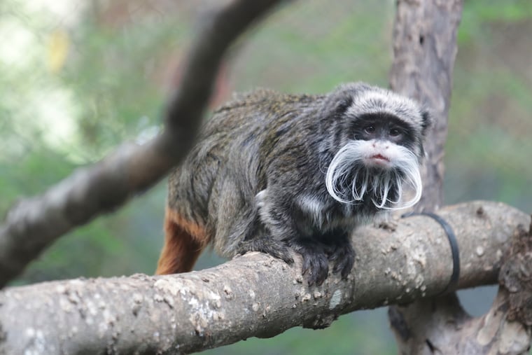This photo provided by the Dallas Zoo shows an emperor tamarins that lives at the zoo. Two monkeys were taken from the Dallas Zoo on Monday, Jan. 30, 2023, police said, the latest in a string of odd incidents at the attraction being investigated.