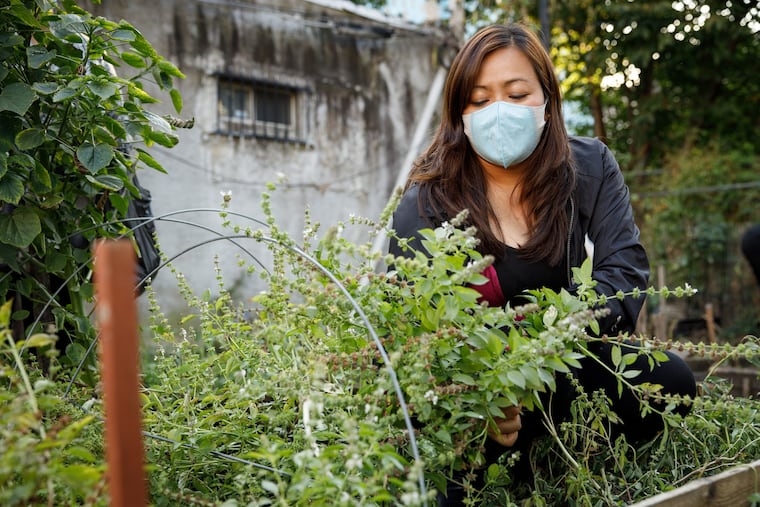 ZarZo Lian, a leader among Philadelphia's Chin people, of the Burma community, tends her produce in the Growing Home Gardens.