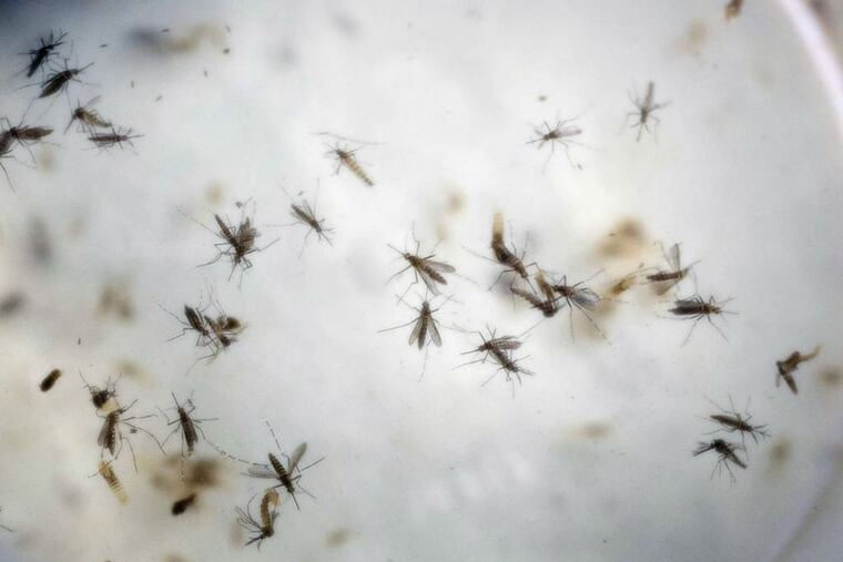 FILE - In this Feb. 11, 2016 file photo of aedes aegypti mosquitoes are seen in a mosquito cage at a laboratory in Cucuta, Colombia. An experimental vaccine for the Zika virus is due to begin human testing in coming weeks, after getting the green light from U.S. health officials. Inovio Pharmaceuticals said Monday, June 20, 2016, that it received clearance from the Food and Drug Administration to begin early-stage safety tests of its DNA-based vaccine against the mosquito-borne virus.