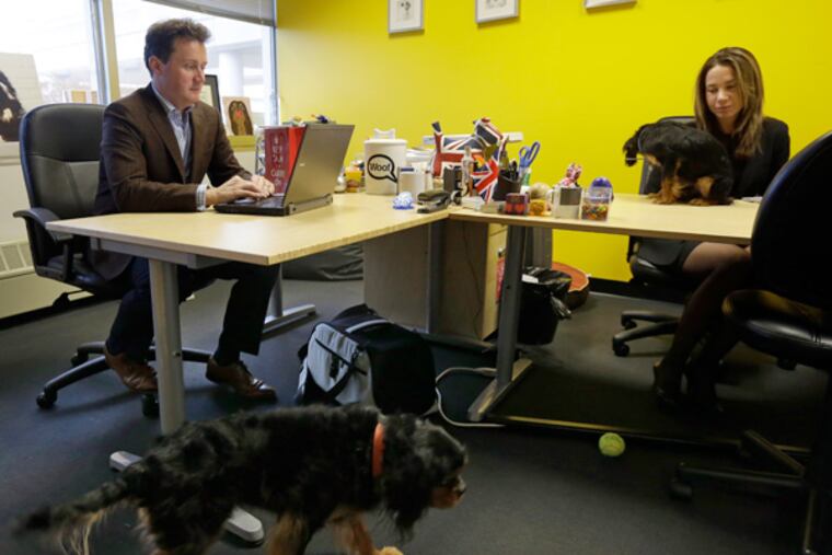 Chris and Natasha Ashton, owners of Petplan, work in the offices of their pet insurance company in Philadelphia.