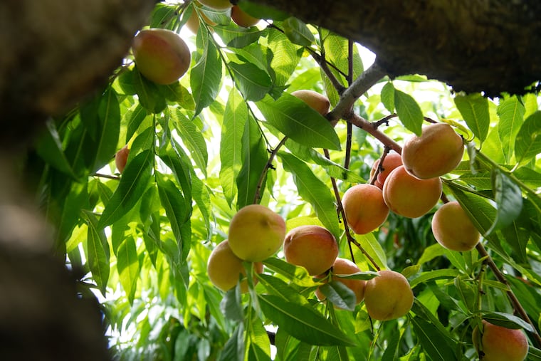 Peaches in the trees at Linvilla Orchards in Media, Pa on July 9, 2025. A recent freeze has wiped out nearly all of the farm's peach crop.