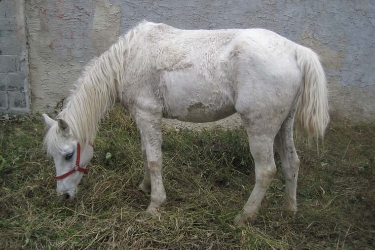 This horse was found abandoned in a lot in Kensington.