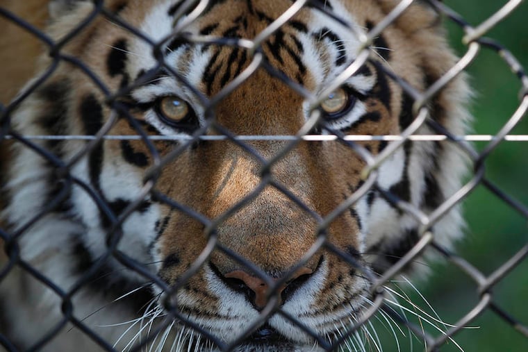 A Siberian Tiger gets close to his audience at the Cape May County Zoo on June 7, 2015. ( Michael Bryant / Staff Photographer )