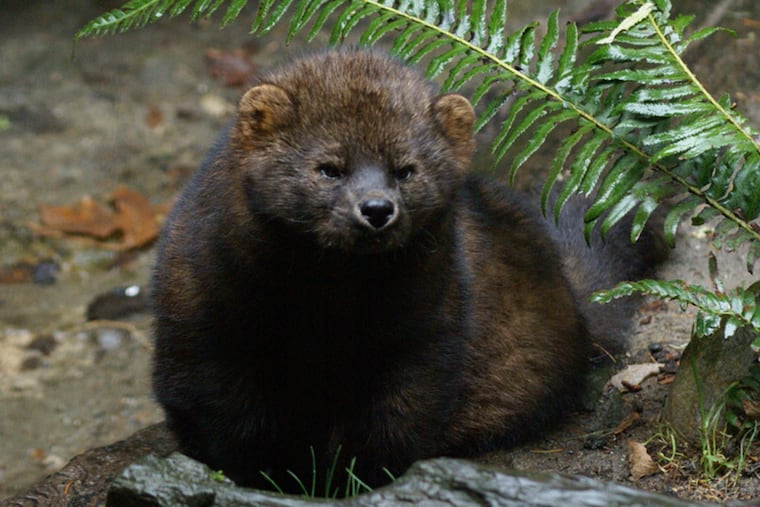 Pennsauken has posted on its website that the township has had "a handful of reports" that a creature known to some as a "fisher cat" had been sighted in the last few days.