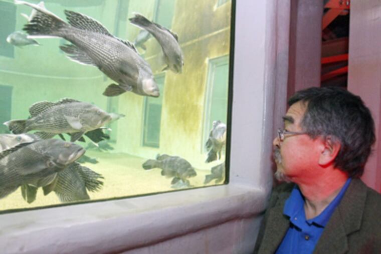 Tom Noji, director of the James J. Howard Marine Sciences Laboratory, looks over black sea bass. Researchers alter temperature and light to induce the fish to reproduce, yielding eggs used to study the effects of climate change.
