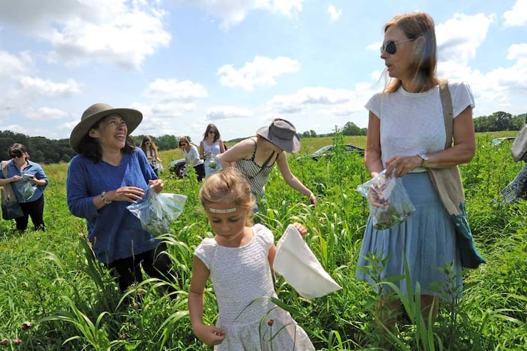 In the Happy Cat farmlands of Winterthur, Del., chef/author Tama Matsuoka Wong (left) leads a group foraging for ingredients, including Louisa Daglish (center), 5, and her mother, Swith Bell, visiting from Canada. (APRIL SAUL / Staff Photographer)