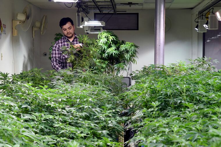 FILE - In this April 3, 2019, file photo, Oswaldo Barrientos picks dead leaves from marijuana plants at the grow facility where he works near downtown Denver. Immigration authorities on Friday, April 19, 2019 said that anyone with any involvement with marijuana, regardless of whether it's legal in the state they live in, can be denied from citizenship because the drug is still outlawed by federal law. (AP Photo/Thomas Peipert, File)