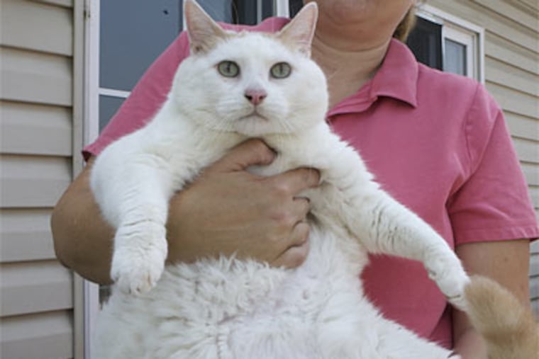 That's one fat cat! Deborah Wright of Sicklerville holds Princess Chunk. At 44 pounds, the feline is two pounds shy of the record for overweight cats.