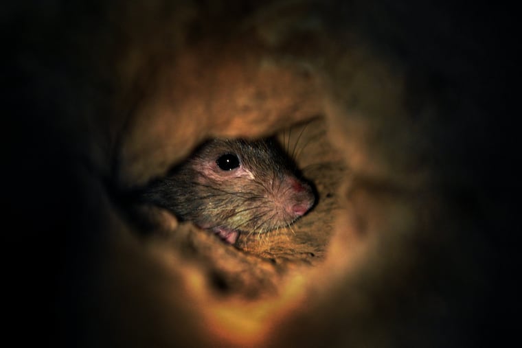 To win its fight against rats, D.C. turns to birth control — again To win its fight against rats, D.C. turns to birth control — again