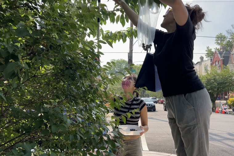 Monica Fonorow (right) picks cherries off a friend's tree in West Philadelphia with Samia Bouzid.