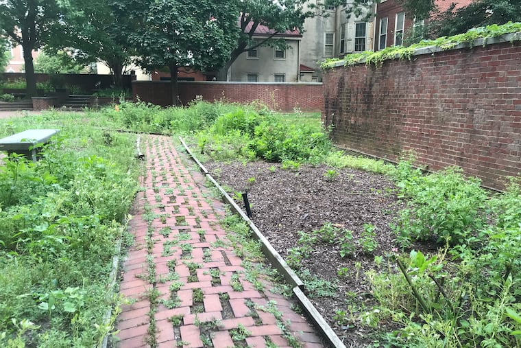 The Rose Garden overseen by the Independence National Historical Park in Philadelphia, bordered by Walnut and Locust Streets, between 4th and 5th, has been overgrown with weeds recently. It's seen here July 5, 2018.