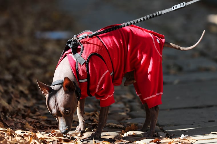 Mia Heller, of Society Hill, walks her American Hairless Terrier named Bandyn on a chilly fall morning. Bandyn might be wise to keep the coat handy.