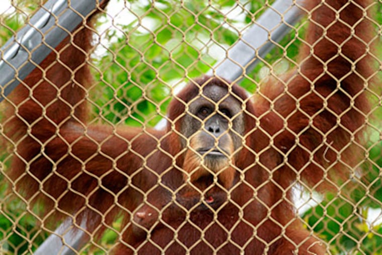 Tua, a female Sumatran orangutan, swings in a new trail at the
Philadelphia Zoo on Aug. 14, 2012. (DAVID SWANSON / Staff)