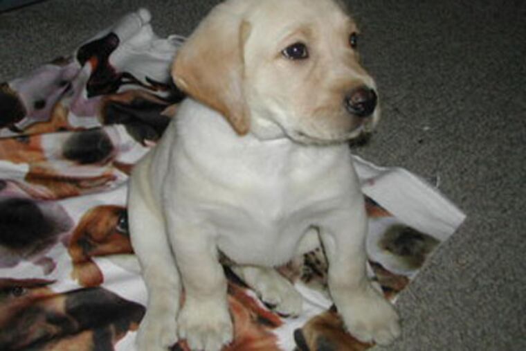 Students at a university in Canada can uses puppy therapy to get through finals week.