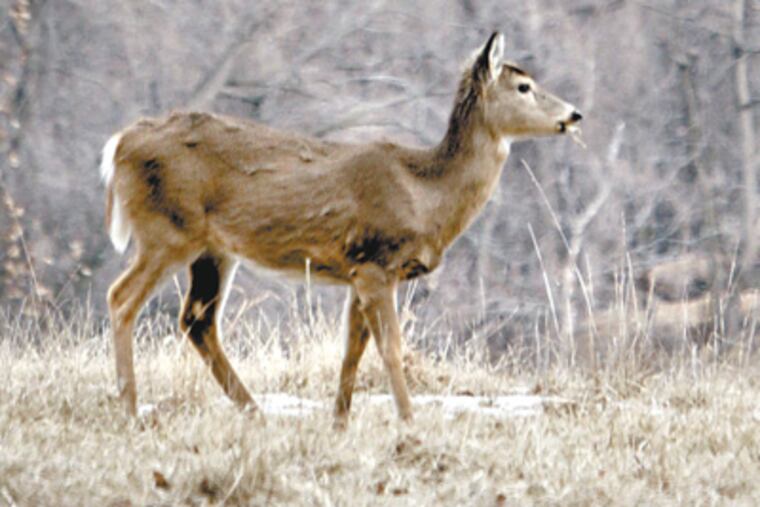 The deer population in Valley Forge National Historic Park was estimated in 2009 at 1,227, or about 241 animals per square mile. (Laurence Kesterson / Staff Photographer)