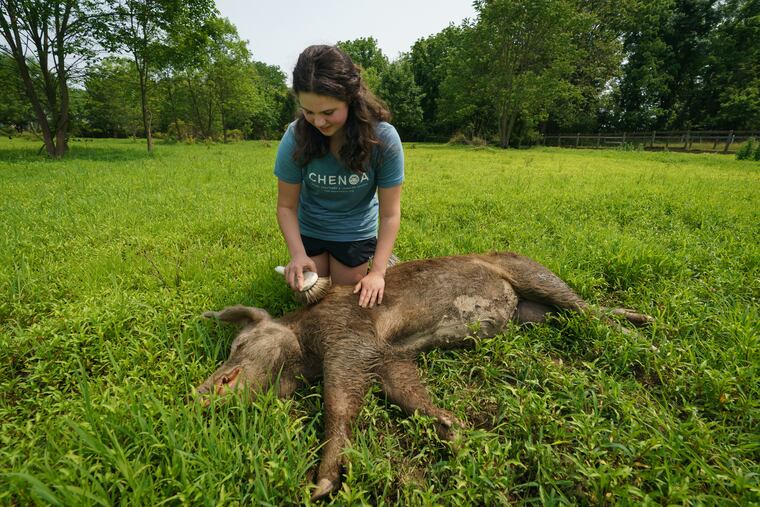 Alana Burgess brushes and petts Shirley the pig.