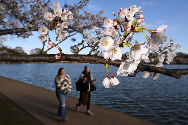 People walk by blooming cherry blossoms along the Tidal Basin on March 27, 2025, in Washington.