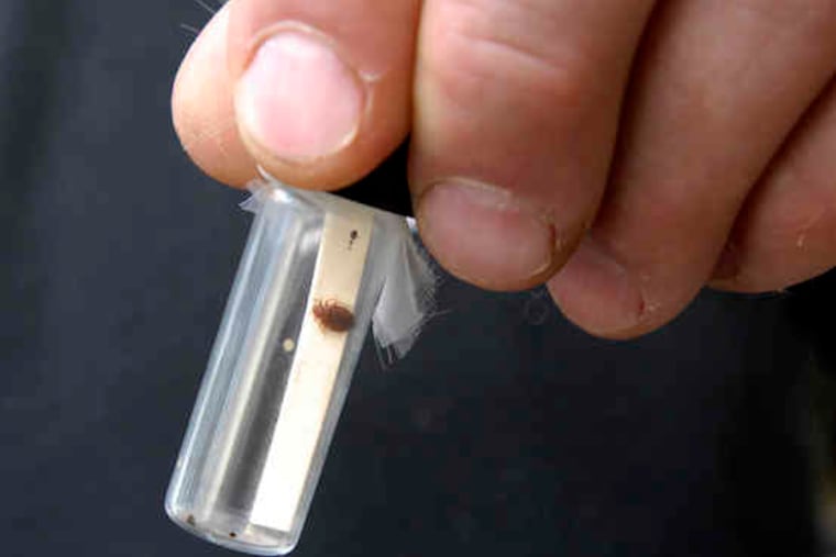 Bedbugs usually come out at night.