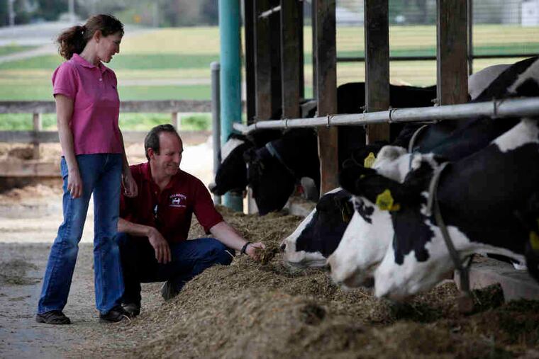Ellen and Walt Moore check on some of the cows at their Walmoore Holsteins Inc. dairy, which is the second largest farm in Chester County. Below, his father, Bill Moore. The family farm has 800 cows.