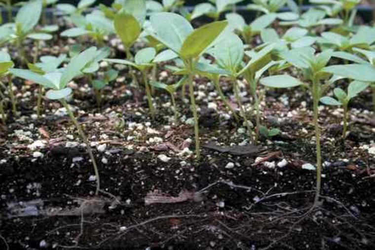 Seedlings sprout from a tape mat. "Edibles are a very hot trend," says plant-buyer Julie Wana.