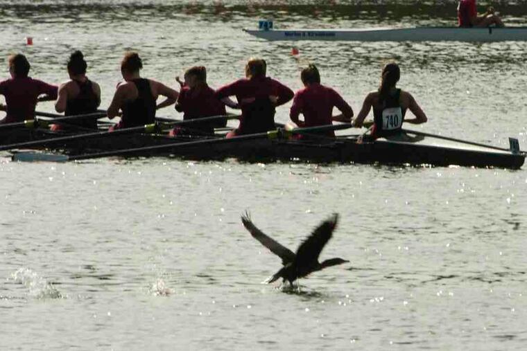 The Union College women's open club eights stroke their way to the finish line at the Head of the Schuylkill Regatta.