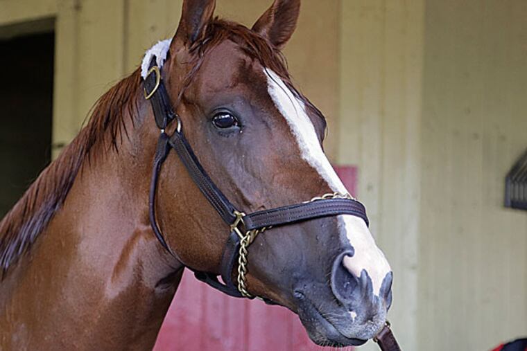 Kentucky Derby and Preakness winner California Chrome. (Julie Jacobson/AP)