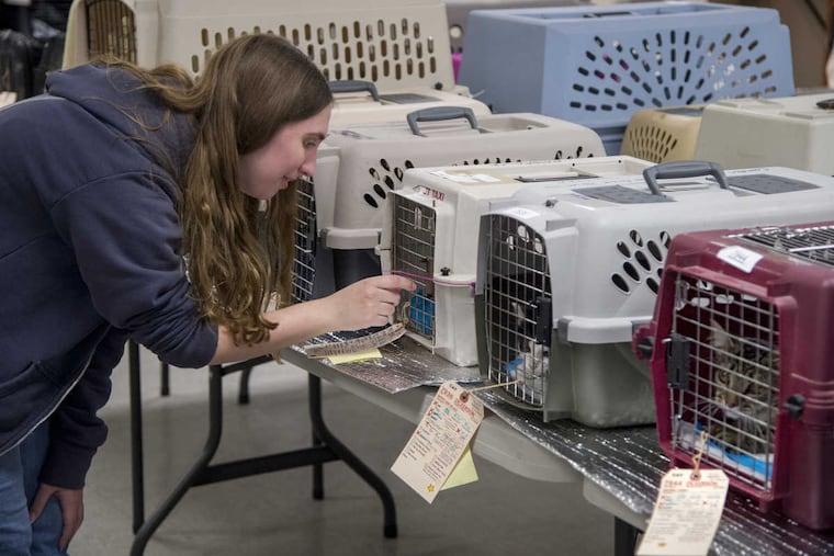 Volunteer Ann Connelly checks on cats in recovery after they had spay/neuter surgery November 27, 2016.
