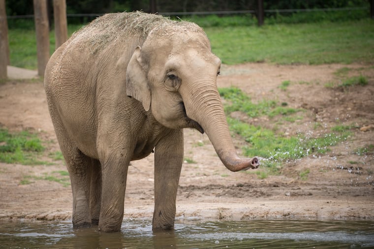 Phoebe, a 31-year-old Asian elephant who lives at the Columbus Zoo, probably won't get cancer.