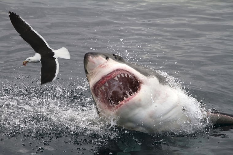 Great white shark attacking a gull.