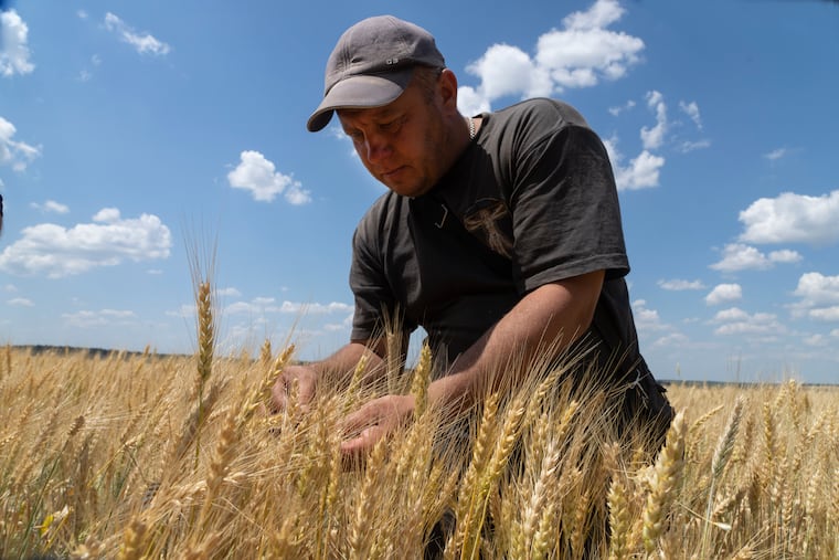 Farmer Andriy Zubko checks wheat ripeness on a field in Donetsk region, Ukraine, in 2022.