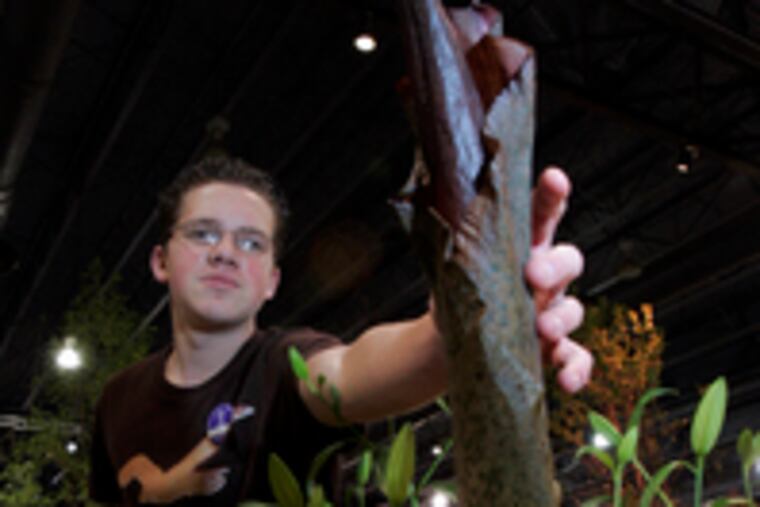 Brandon Huber, 18, shows off his blue ribbon-winning plant, the smelly, fast-growing "Amorphophallus konjac."