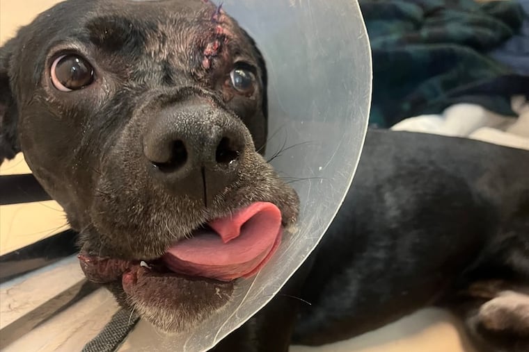 The Pennsylvania SPCA was asking for the public's health in identifying the person who shot and critically wounded a dog, now named Maverick, last month in Southwest Philadelphia.