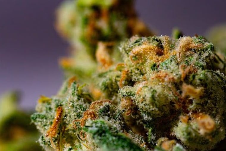 Marijuana 'flower' went on sale Aug. 1, 2018 at about 16 cannabis dispensaries. One of the most popular strains was Terrapin Pennsylvania's 'Princess Leia,' seen in this photo.