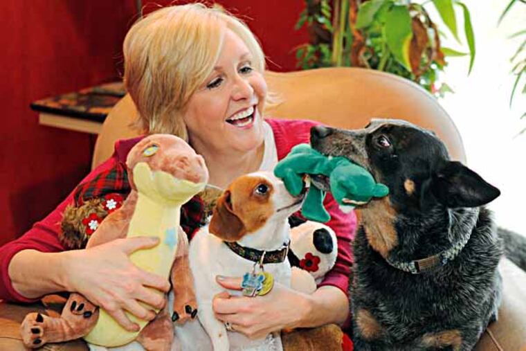 Marianne Ahern with Max (left) and Dexter, demonstrating the use of Ahern's Glad Dogs Nation products. ( AKIRA SUWA / Staff Photographer )
An entrepreneurial dog lover from Langhorne is turning used toys into safe play things for dogs.