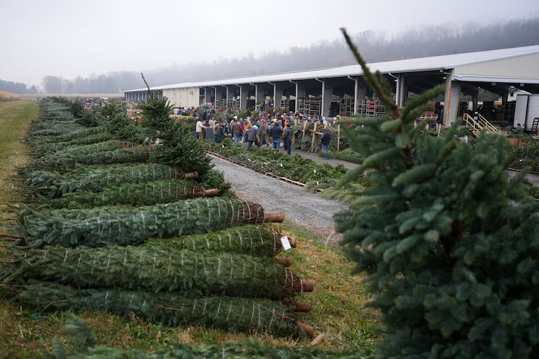 Buyers bid for holiday decorations at Buffalo Valley Produce Auction on Thursday, Nov. 20, 2025, in Mifflinburg, Pa.