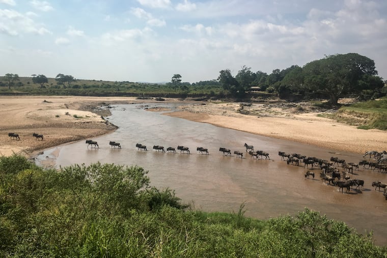 A 2020 drone photograph of the Maasai Mara, the annual migration of wildebeest from the Serengeti National park in Tanzania to the Maasai Mara national reserve in Kenya.