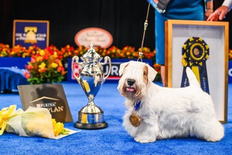 Stache, a Sealyham terrier, won best in show at the National Dog Show.